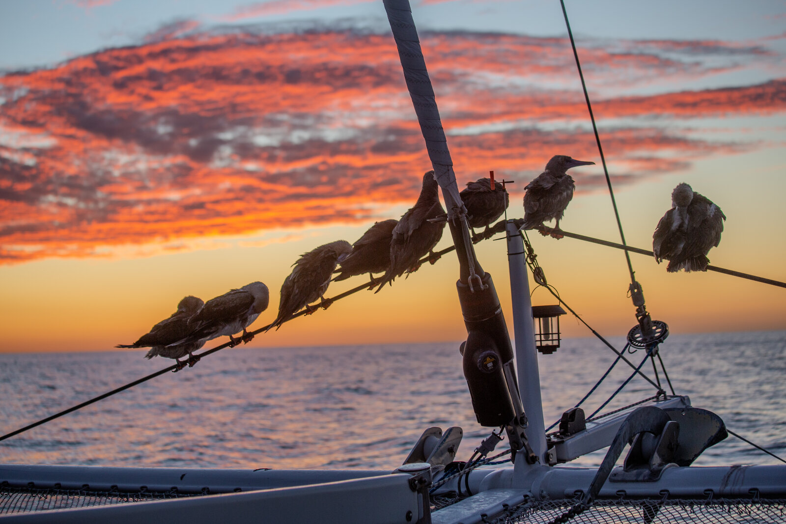 Birds resting on boat rigging at sunset