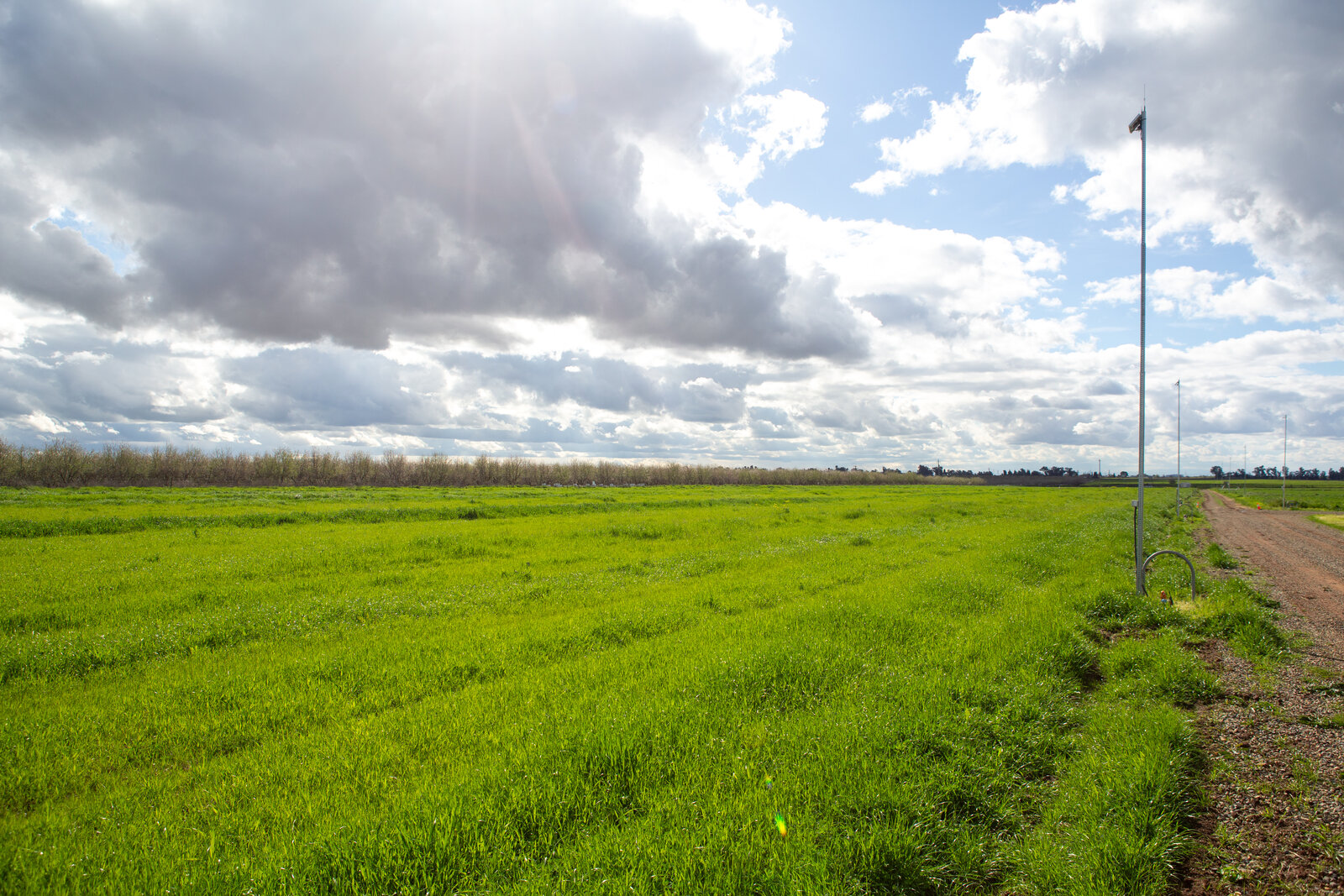 Joshua trees in desert landscape